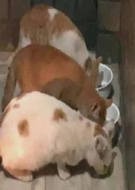 佘太二锅头42度清香型